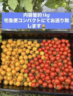 新鮮 ミニトマト 赤と黄色 詰め合わせ 産地直送のサムネイル