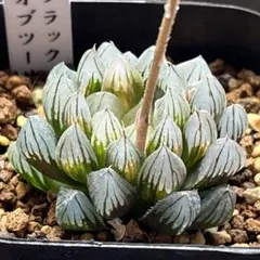 ハオルチア 裏般若錦 美株 - メルカリ