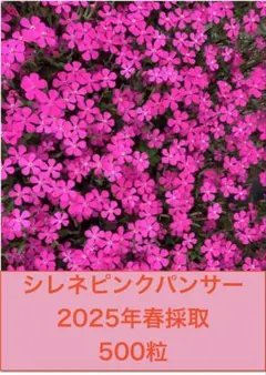あっきー様 リクエスト 2点 まとめ商品