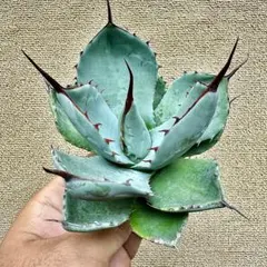 2026年最新】アガベ パリー パリーの人気アイテム - メルカリ