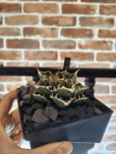 2026年最新】清櫻の人気アイテム - メルカリ