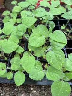 食用ほおずき苗 瀬戸ゴールド 食用高性ホウズキ 抜き苗3苗 高糖度