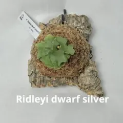 メルカリ便！P.ridleyi dwarf silver 5031 - メルカリ