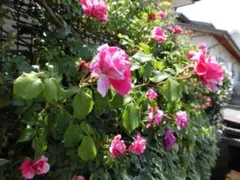 tyusya様 リクエスト 5点 まとめ商品