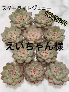 えいちゃん様 リクエスト 2点 まとめ商品