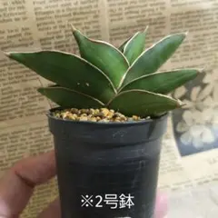 2026年最新】観葉植物 サンスベリアの人気アイテム - メルカリ