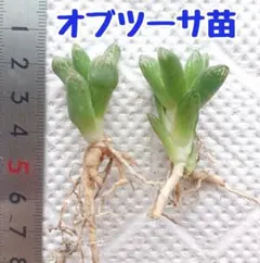 【多肉植物 ハオルチア オブツーサ 雫石 カキ仔苗 (2頭セット)】