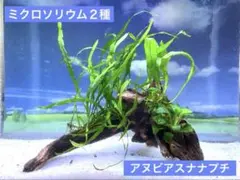 陰性水草レイアウト流木　アヌビアスナナプチ&ミクロソリウム２種　水槽用