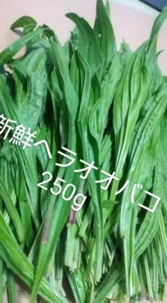 飯田祐子様 リクエスト 2点 まとめ商品