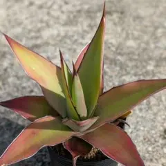 2025年最新】アガベ インプレッサの人気アイテム - メルカリ