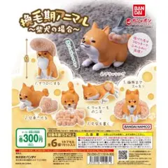 換毛期アニマル 柴犬の場合 ガチャ