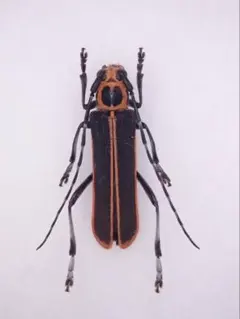 パラタイプ　カミキリ　標本 2025年最新】カミキリ 昆虫標本の人気アイテム - メルカリ