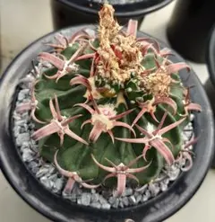 White Whale様 リクエスト 5点 まとめ商品