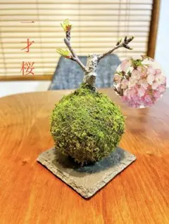 takke様 リクエスト 2点 まとめ商品