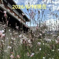 ガウラ　白蝶草　淡いピンク 根付き 苗 大小6株以上のサムネイル