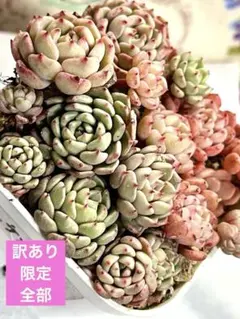 多肉植物　韓国苗　エケベリア　マッチメーカー　鉢内全部　寄せ植え　初心者