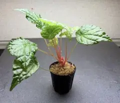 希少！Begonia incisa ベゴニア インキサ 原種 斑入り - メルカリ