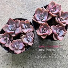 NAO様 リクエスト 3点 まとめ商品