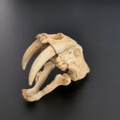 海洋堂 チョコラザウルス 恐竜・古代生物 第2弾「スミロドン（頭骨）」のサムネイル