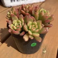 メル81808様 リクエスト 2点 まとめ商品