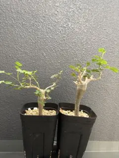 ブルセラファガロイデス　塊根植物 2鉢セットのサムネイル