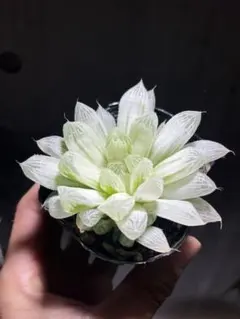 さはら様 リクエスト 2点 まとめ商品