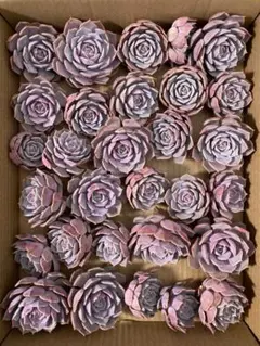 巧*様 C520-C1604-6　ローラ　30株　抜き苗　多肉植物 エケベリア