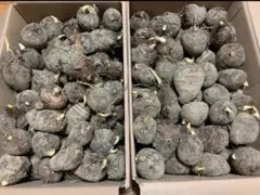 ハル様 リクエスト 2点 まとめ商品