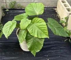 観葉植物　フィカス•ウンベラータ　鉢植えのサムネイル