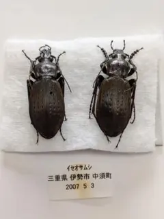 いしちゃん　オサムシ　学術標本 いしちゃん オサムシ 学術標本 INTO DARKNESS - Roppon-Ashi