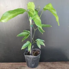 みわちゃん2655様 リクエスト 2点 まとめ商品