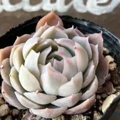 ヒューミリスa 抜き苗 エケベリア 多肉植物