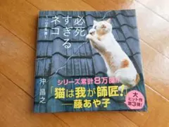 必死すぎるネコ 一心不乱篇 沖昌之 写真集