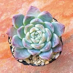 あいсНА❁⃘*.゜様 リクエスト 10点 まとめ商品