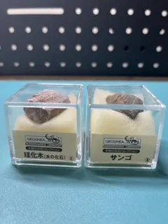 GEOLINEA 本物の化石コレクション 珪化木 サンゴ 2点セット