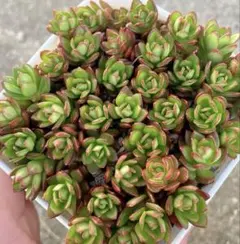 りの様 リクエスト 2点 まとめ商品