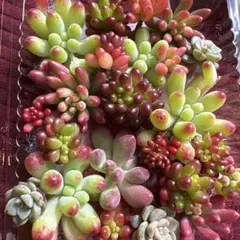 多肉植物❤️ 韓国苗 セダム つぶつぶ詰め合わせセット❤️ レッドベリー他 寄せ植え