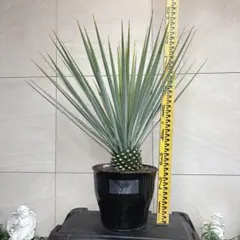 2026年最新】リギダの人気アイテム - メルカリ