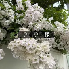 りーりー様