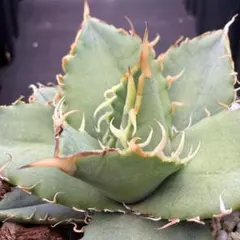 Joh_Work_Plants様 リクエスト 2点 まとめ商品