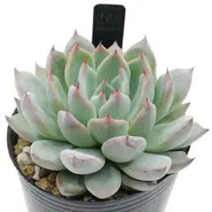 2026年最新】ザラゴーサspノバの人気アイテム - メルカリ