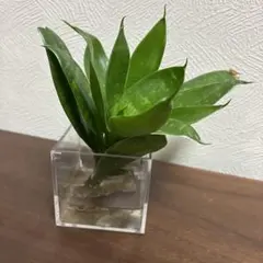 2026年最新】サンスベリア斑入りの人気アイテム - メルカリ