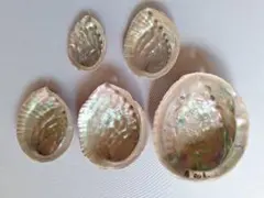 さ12 日本海産天然あわび貝殻5枚まとめ売り♪送料込み♪