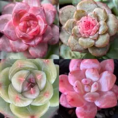 お買い得　厳選美苗　多肉植物　エケベリア　4点セット　4cm