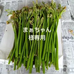 まぁちゃん様専用　わらび　約800g