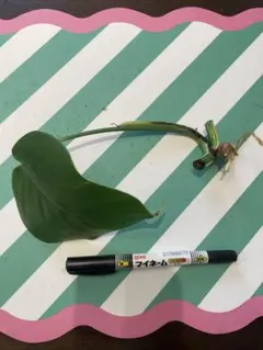 ウッチー様 リクエスト 2点 まとめ商品