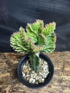 ユーフォルビア　ラクテア　サボテン　観葉植物のサムネイル