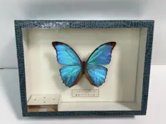 美品✨モルフォ蝶✨Morpho menelaus蝶標本ブラジル産1980年 - メルカリ