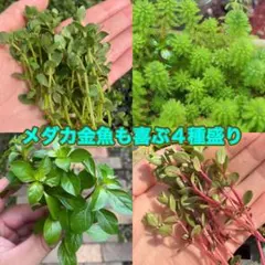 メダカ金魚も喜ぶ4種盛り　40本　ビオトープ　無農薬のサムネイル