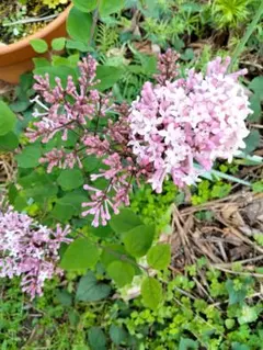 あるる様専用　姫ライラック　ジョシー　1苗　四季咲き　ドワーフ